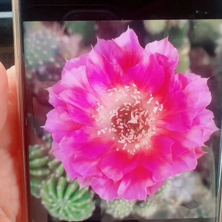 丽花菲云落侧芽拍一发二