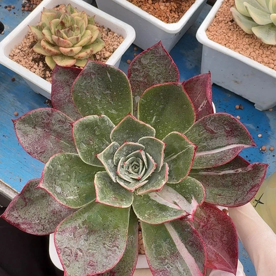 不知名锦一物一拍