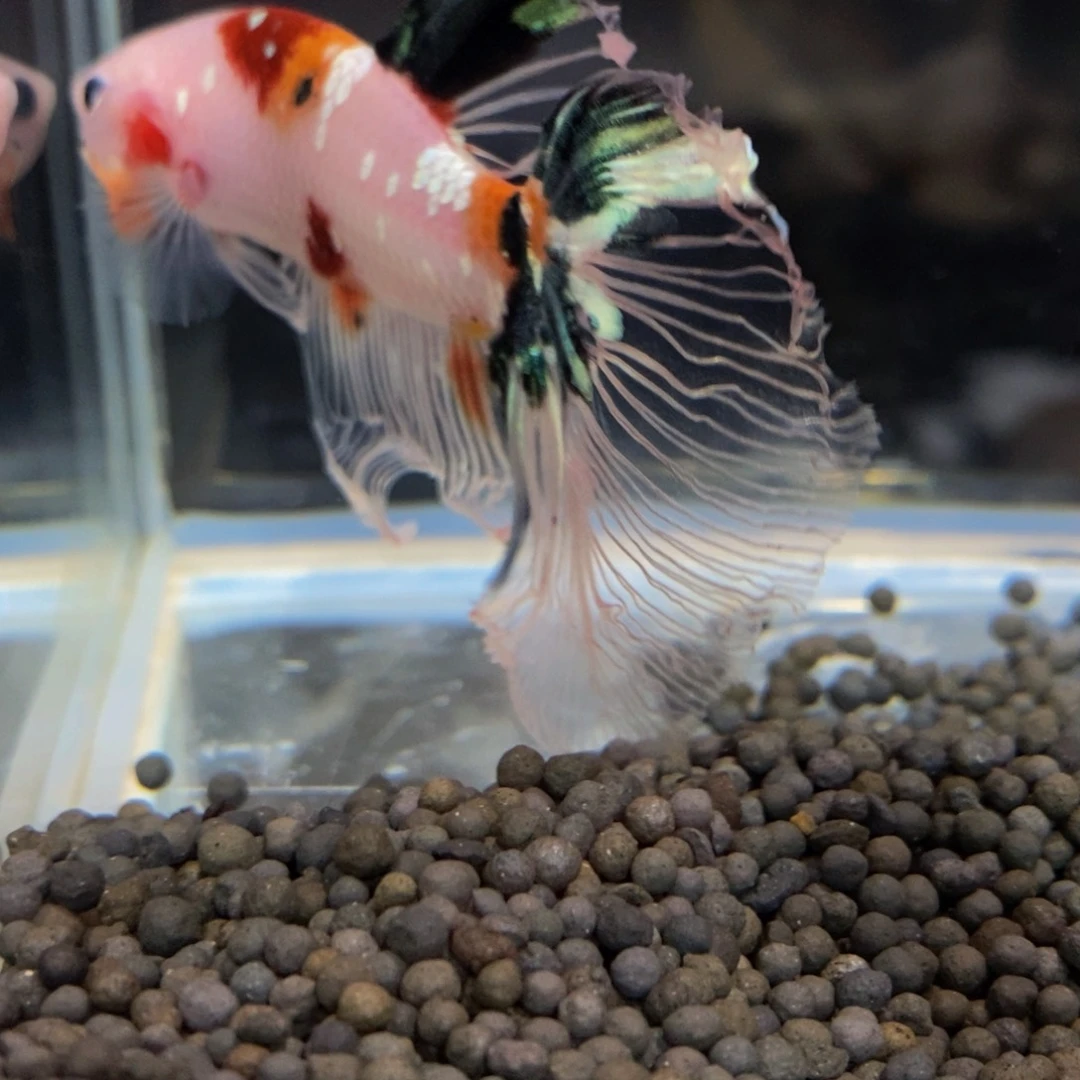 热带鱼公430爱****.巨斗