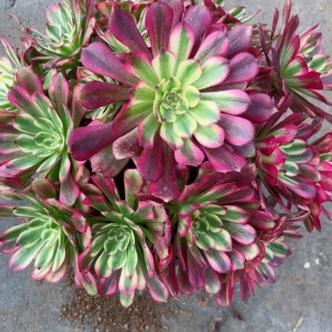 多肉植物五天姬锦。