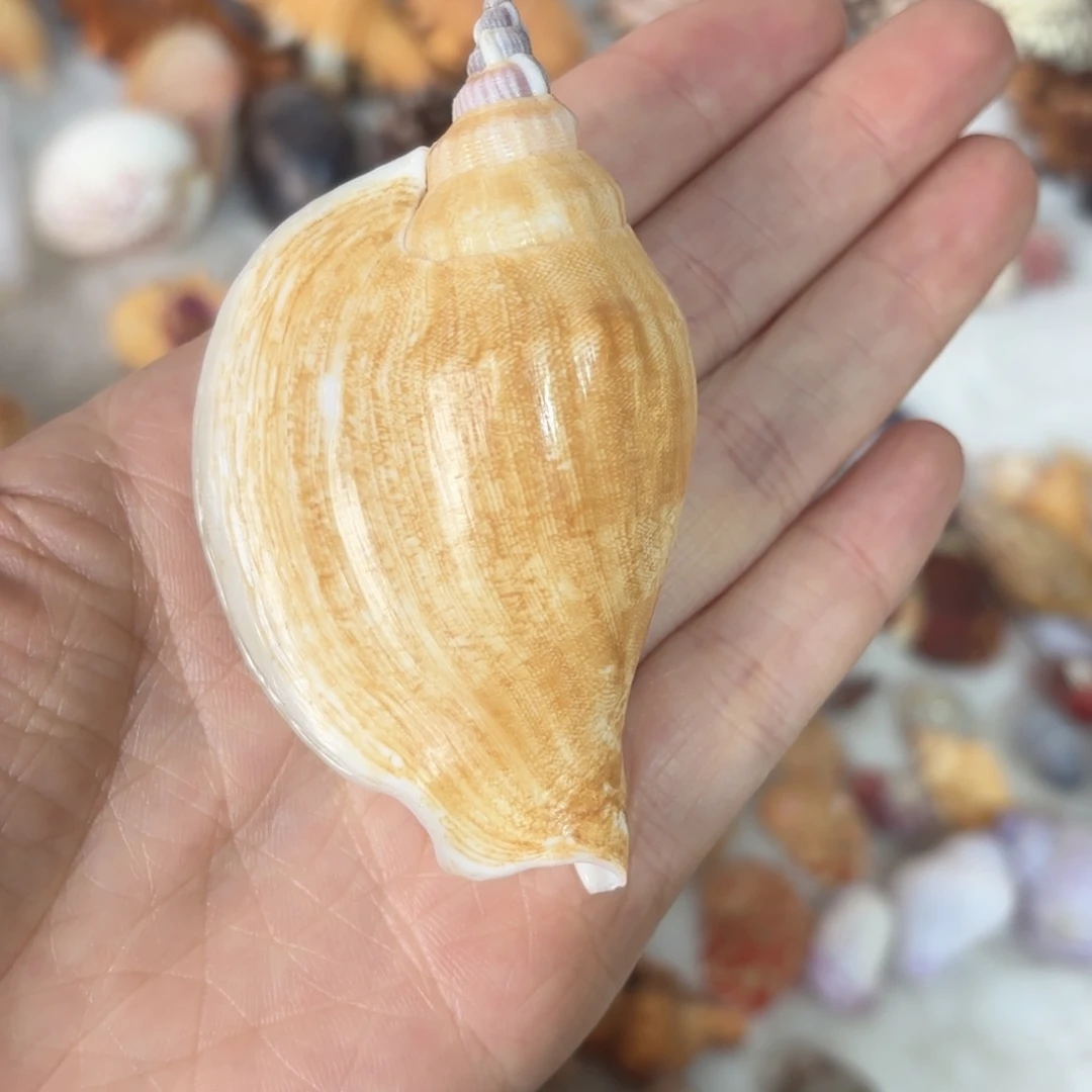 氤***氲天然海螺标本福利