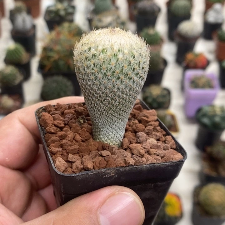 实生月世界特价福利