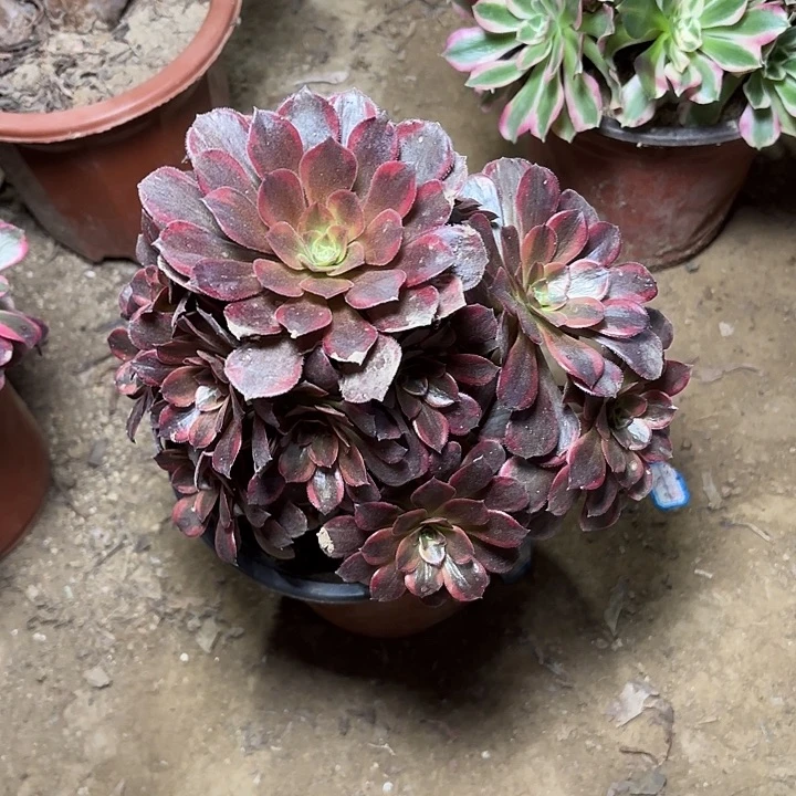 苏***周多肉植物水果糖10