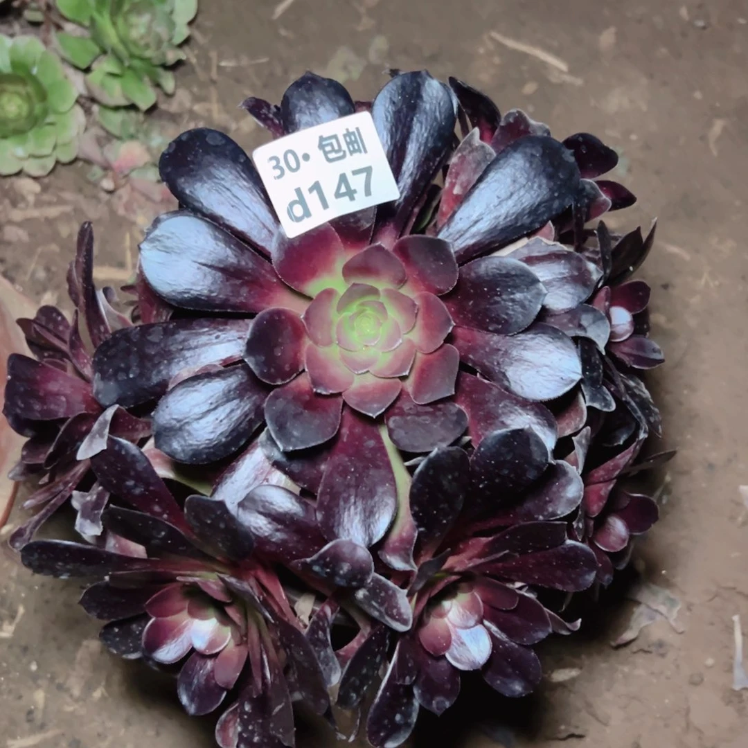 147欧紫多肉法师