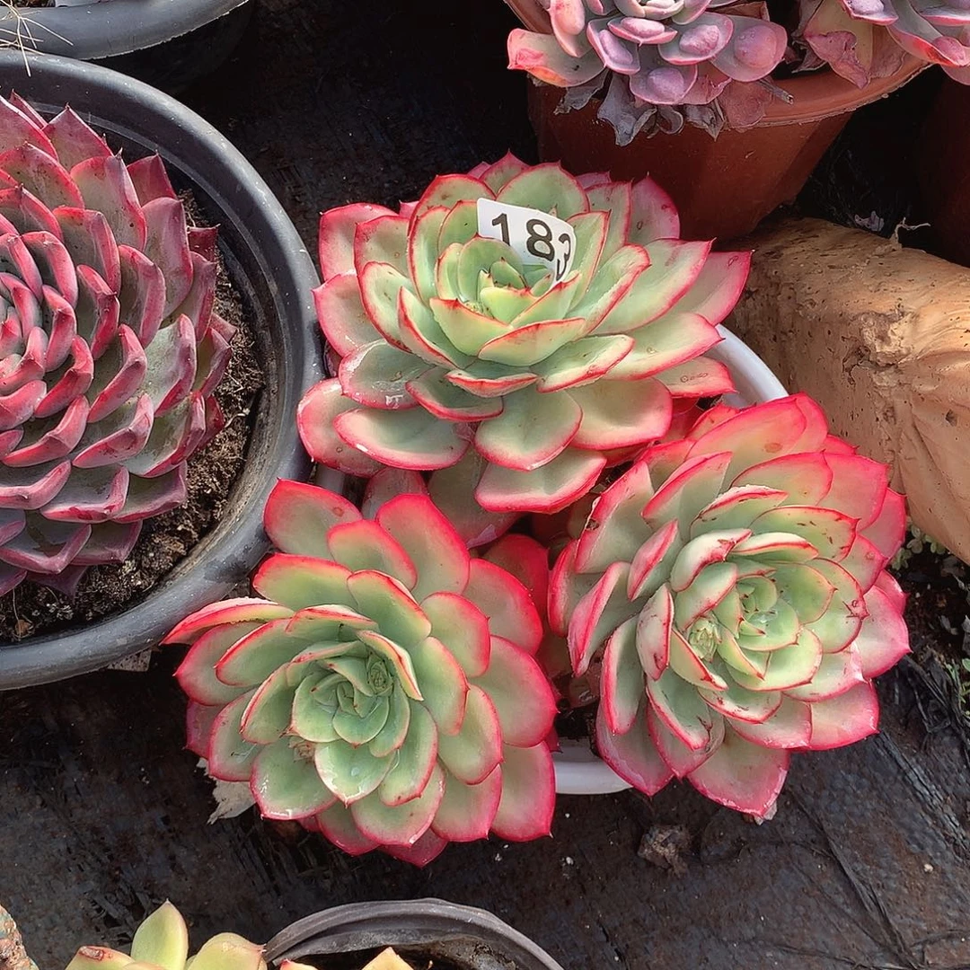 183牡丹亭 一物一拍多肉