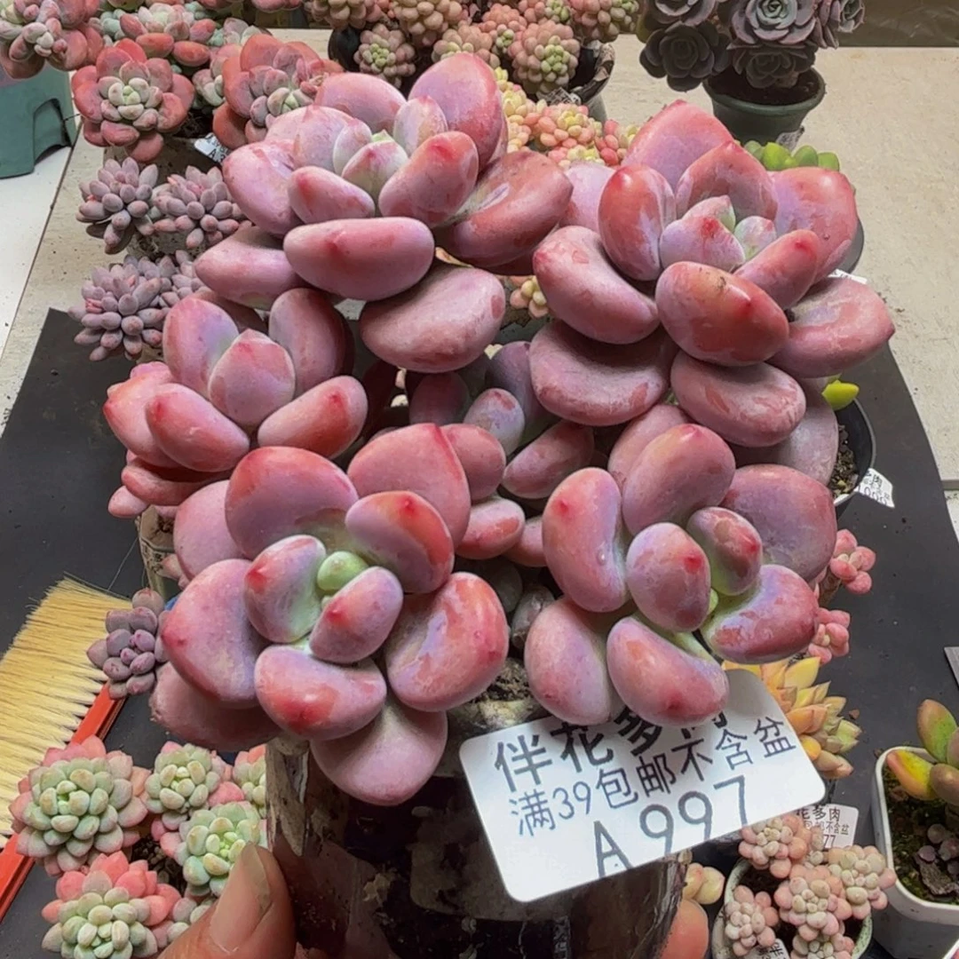 997樱花洛神8cm多肉