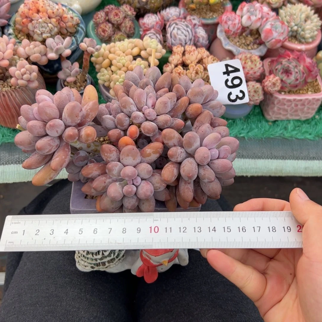 A**a493多肉植物组合盆栽