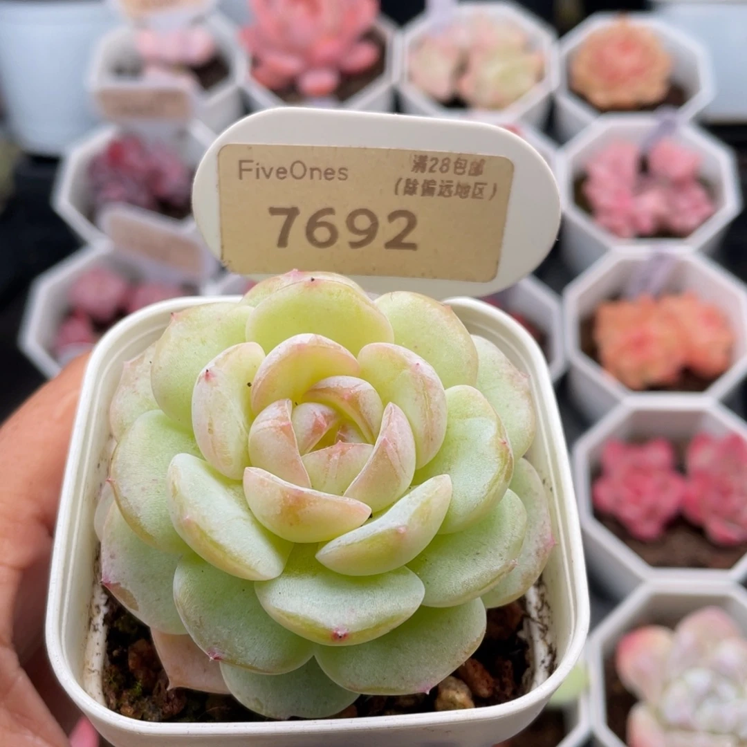 编号系列7692-5.5厘米
