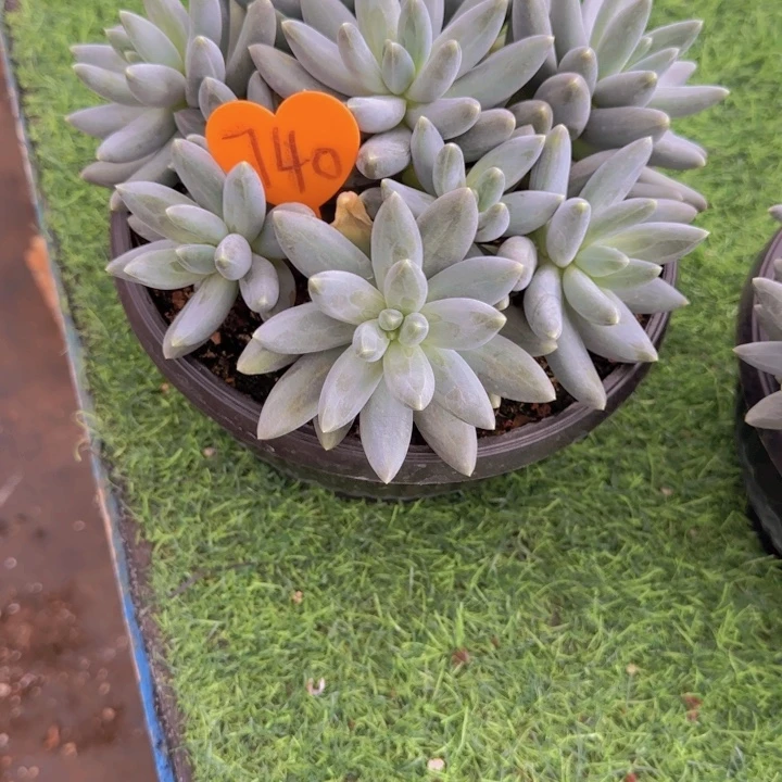 *****740多肉植物一物一拍