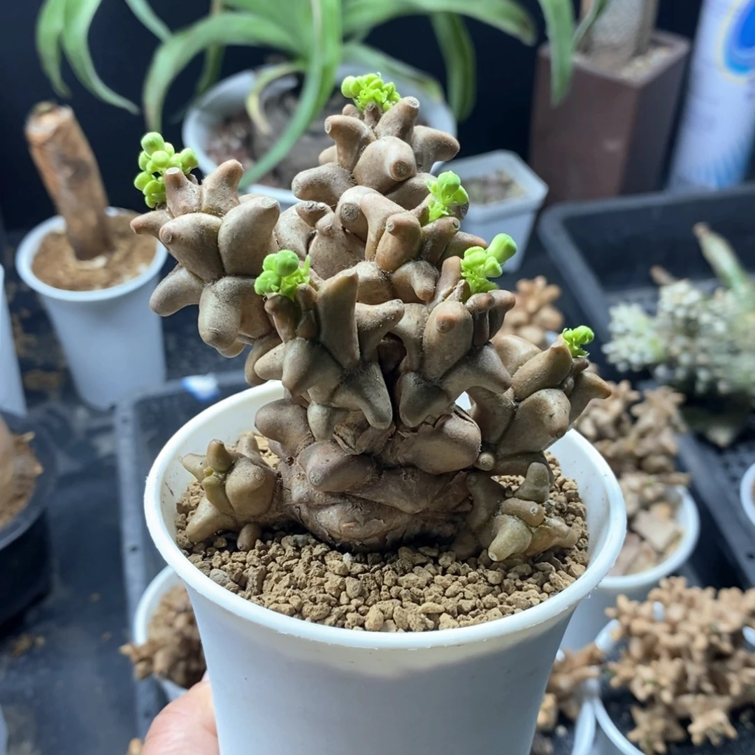 蛮鬼塔后墩菊多肉植物
