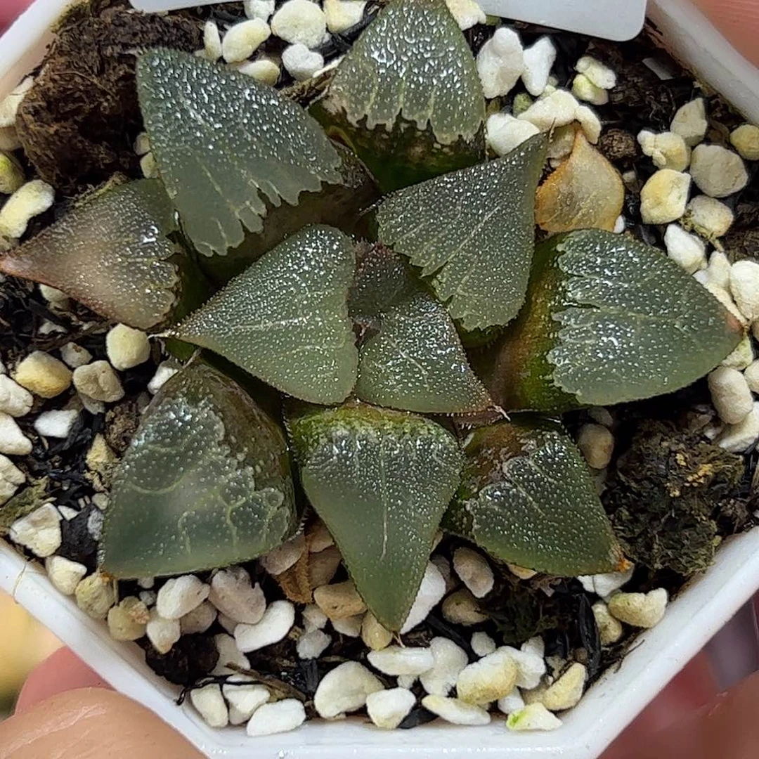 实生克十二卷多肉912