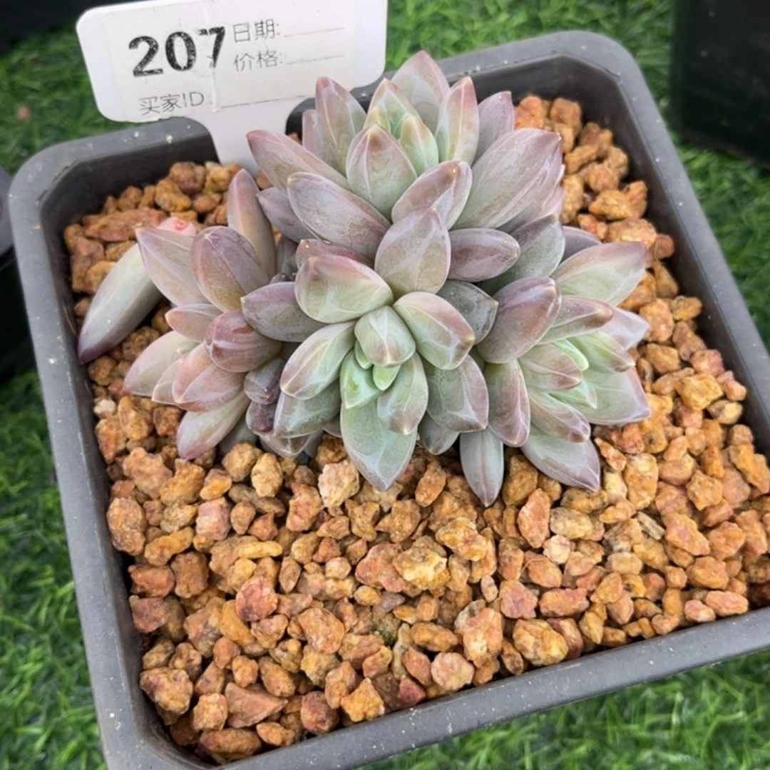 暗纹系优选多肉植物207