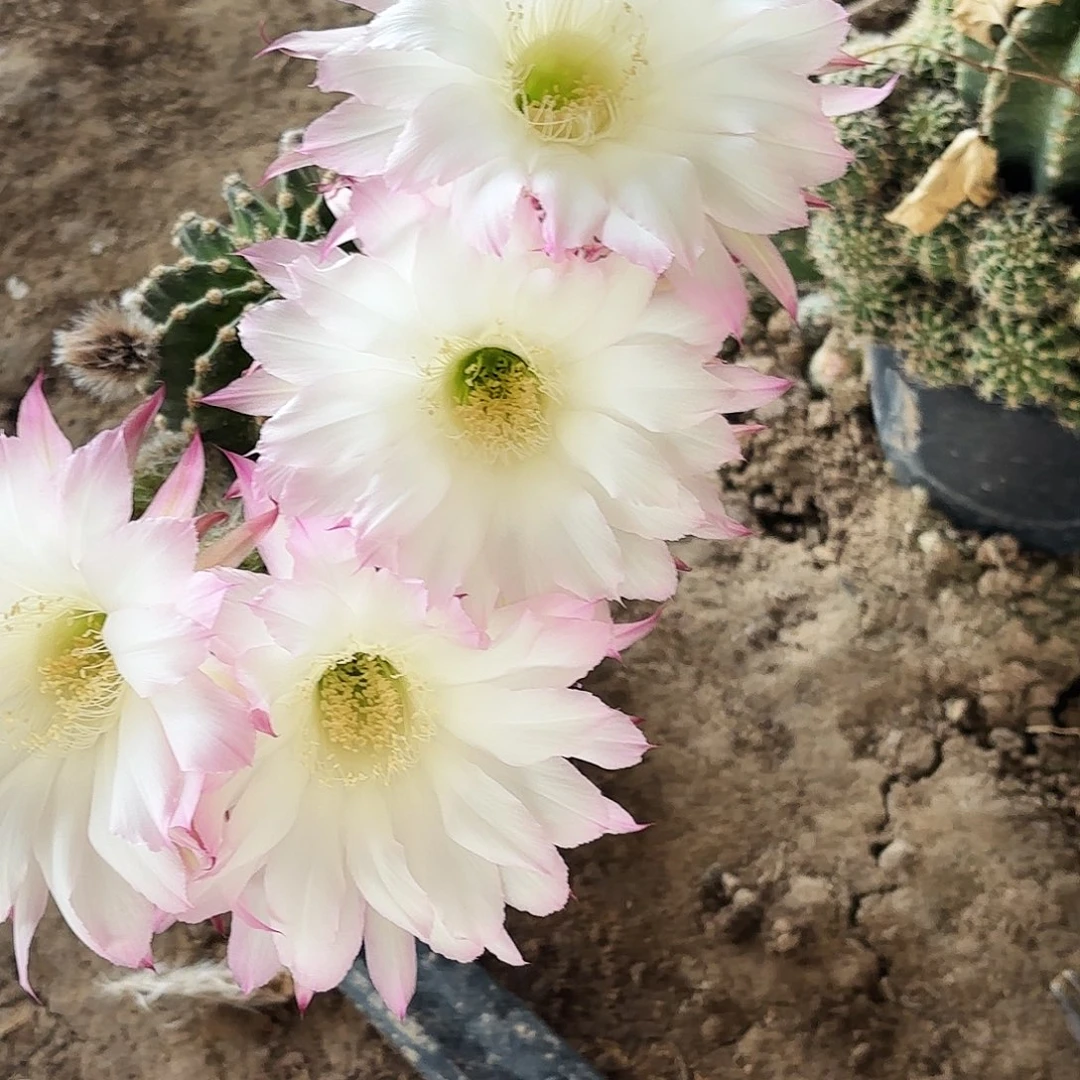 12 仙人球带根瑕疵