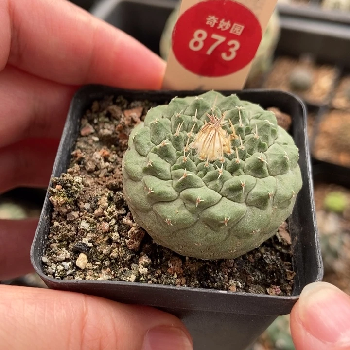 实生母本菊水3.8cm