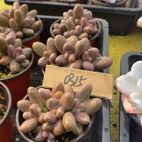 彼*花0315号一物一拍糖果