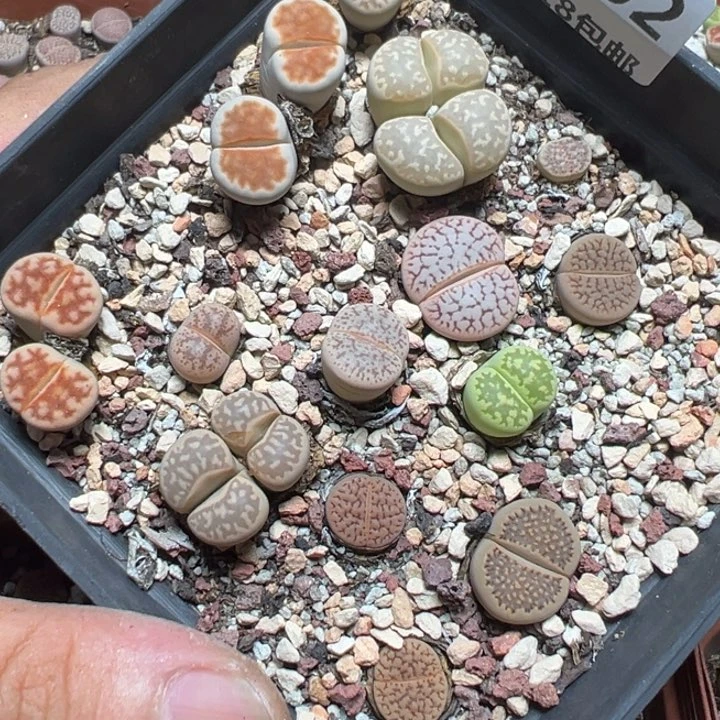 【闪购商品】 1102。