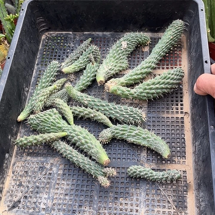 无花朵侧芽一堆包邮