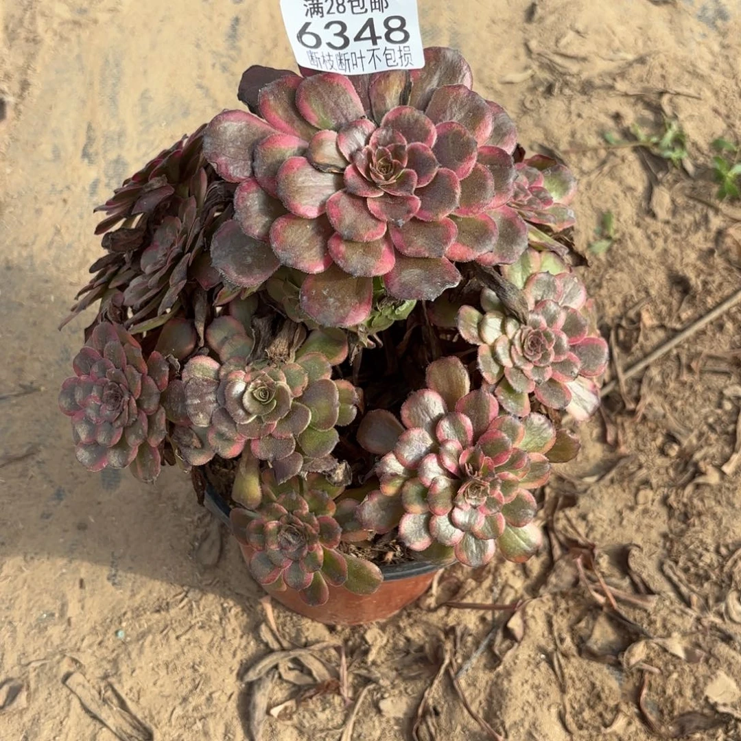 S. 6348红金刚多肉？cade