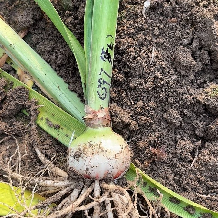 飞***山帝卡梦幻5.5-6带土6397