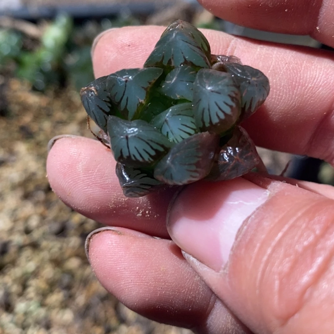 ****人365 一颗福利。