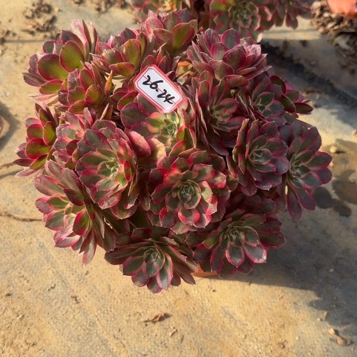 26-24云禾朵朵多肉植物