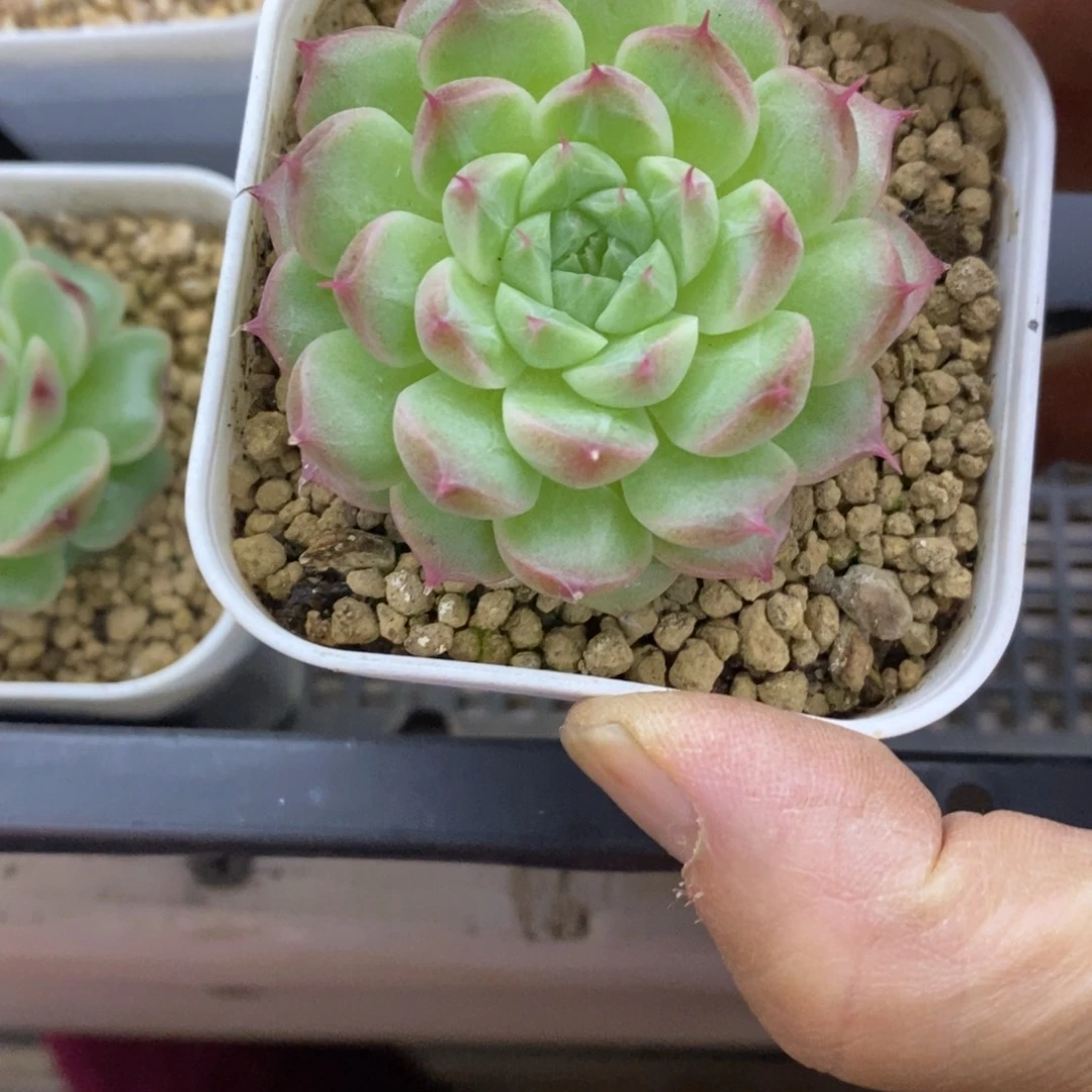 精品多肉一物一拍不包整277