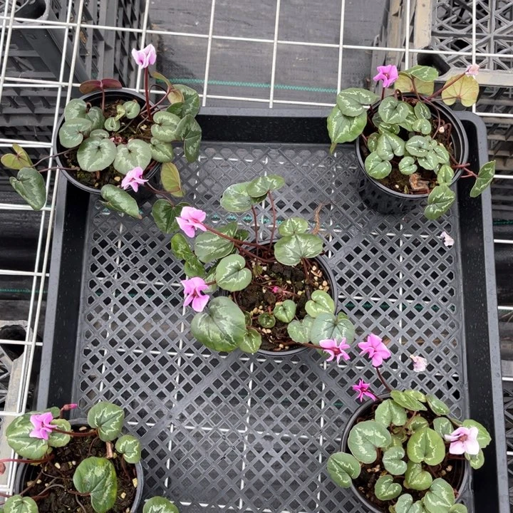 山野山野草山野山野