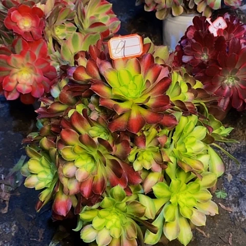 韶华法师老桩捧花9