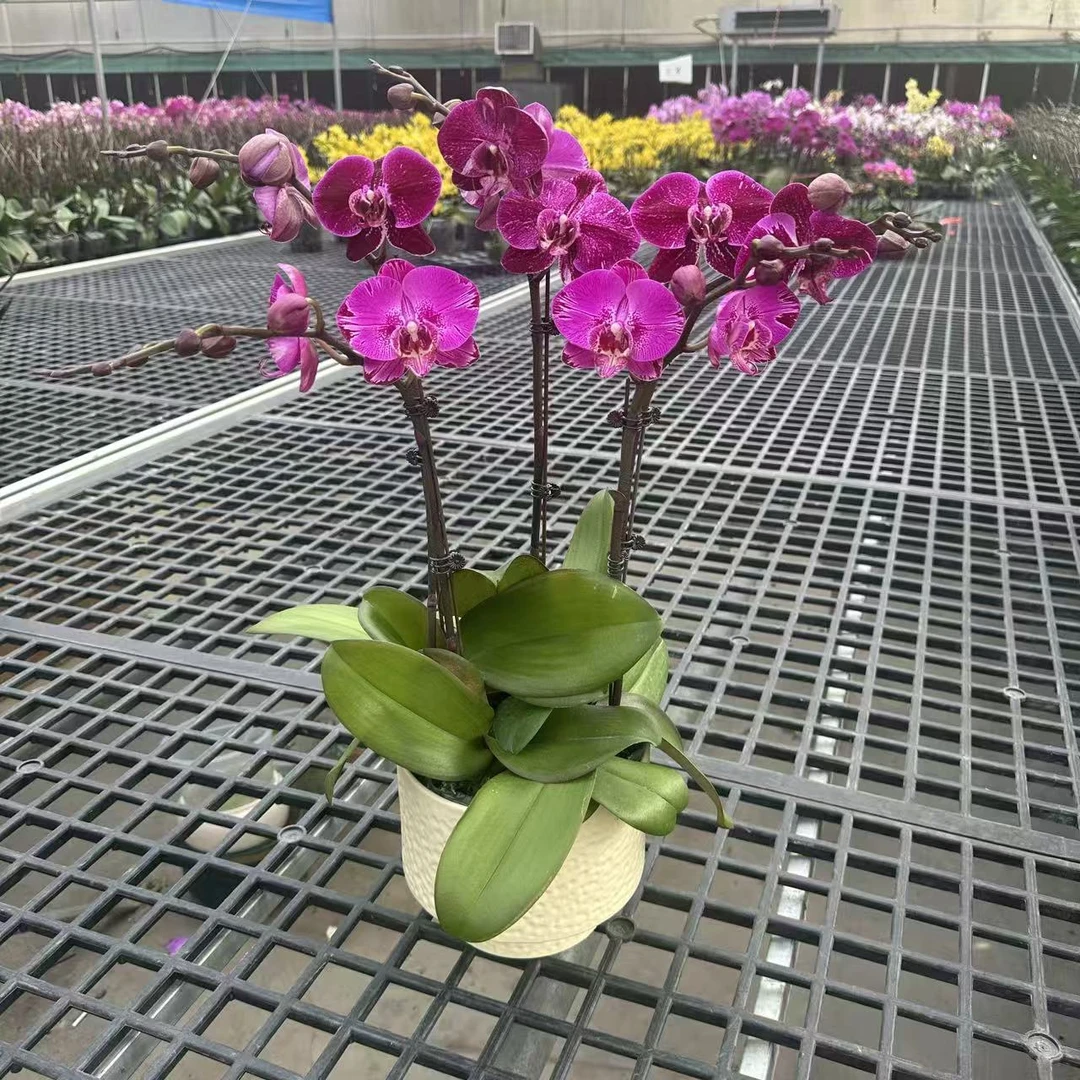 【绝美影后】 3.0寸 精品蝴蝶兰 开花带花苞 花卉基地直发