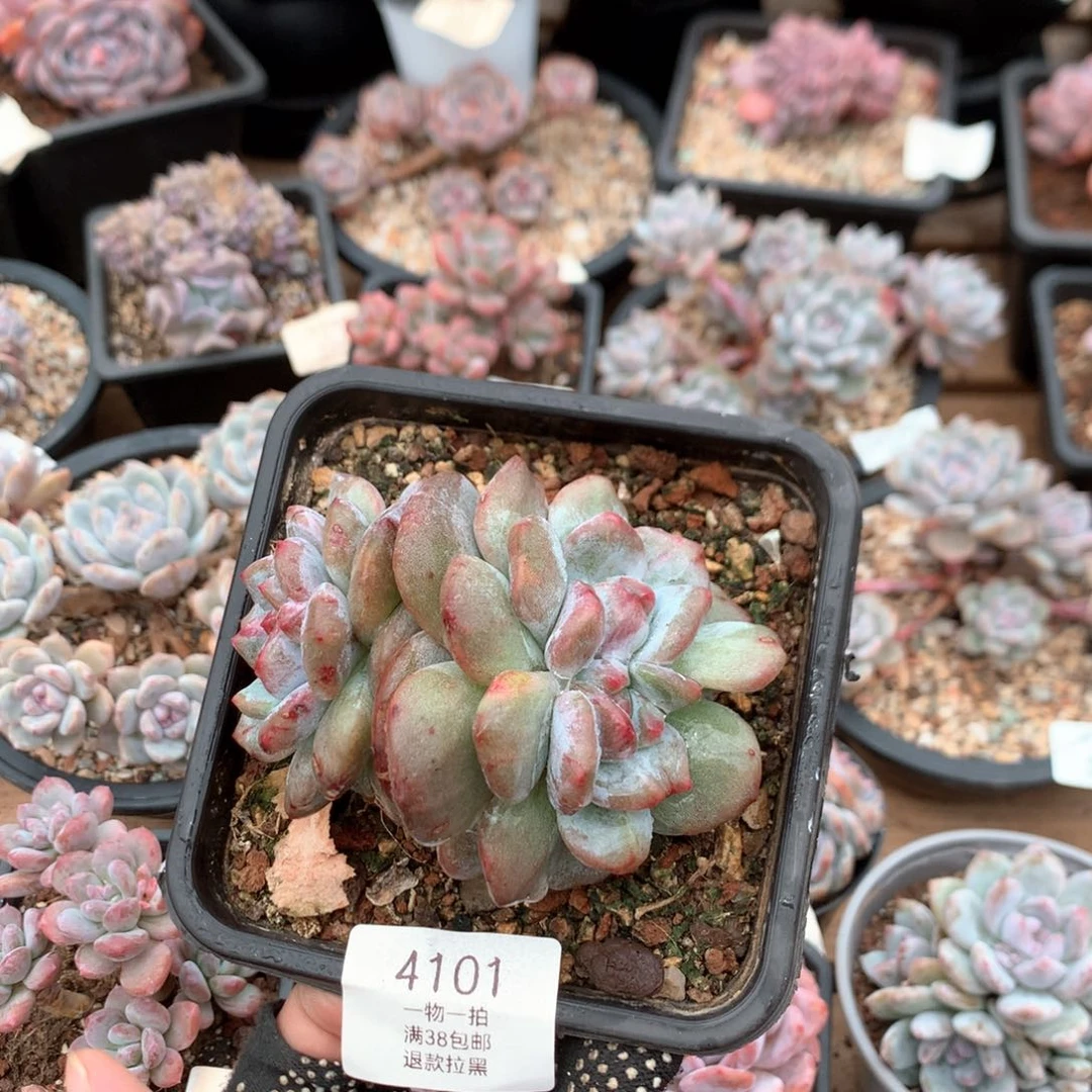 10.5厘米双头星影石化4101