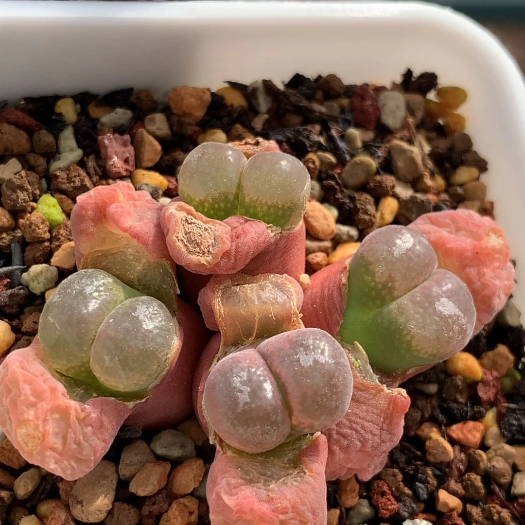 957产区c10风铃母本