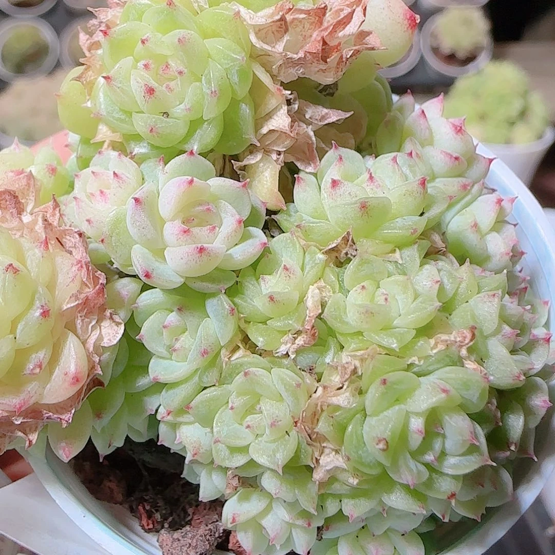 花语逸镜1120-70散