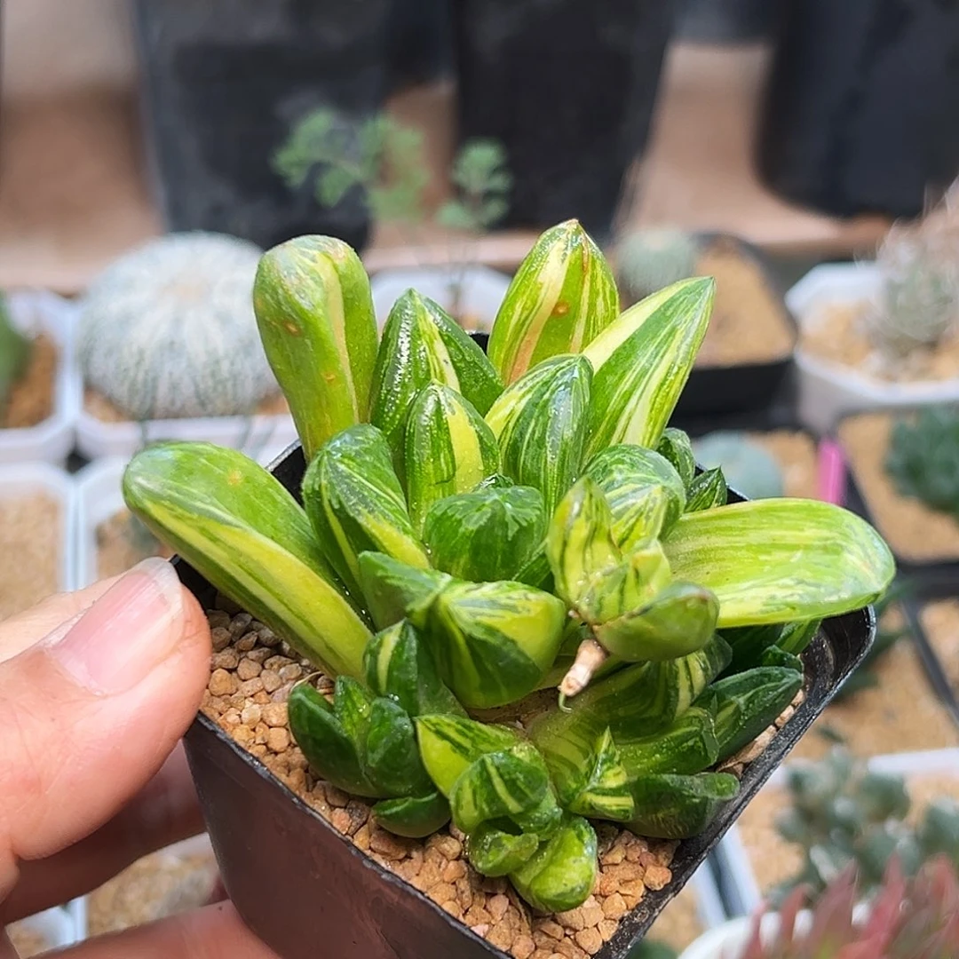 十二卷锦一颗带崽