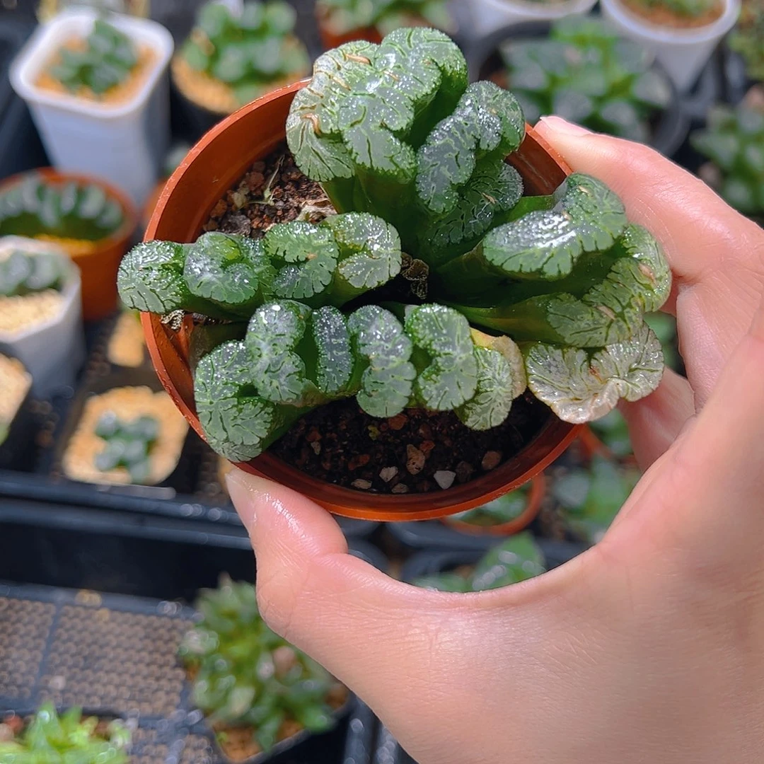 5212多肉植物一颗