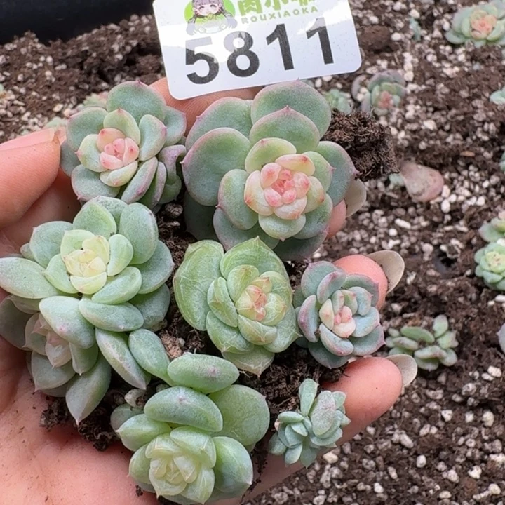 完全开放多肉植物多肉植物