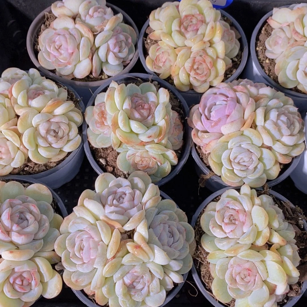 量拍46号 精品母本胖虎多头一个