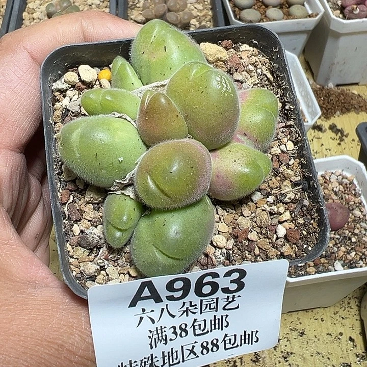 963号长毛翠滴多肉植物