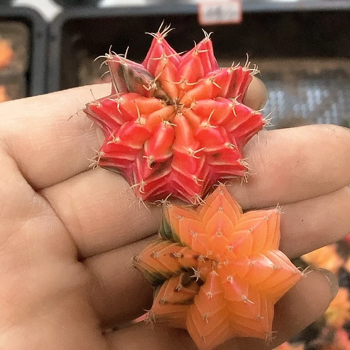 泰系米哈锦糖果米哈