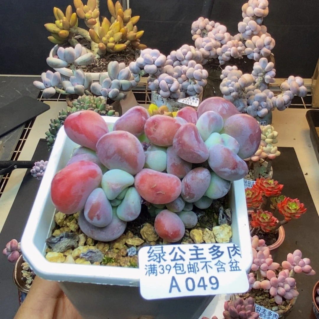 049腰子洛神多肉8c m