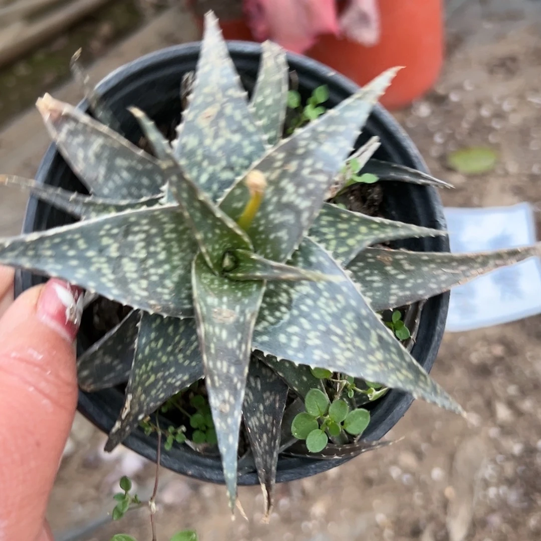 多肉植物多肉植物