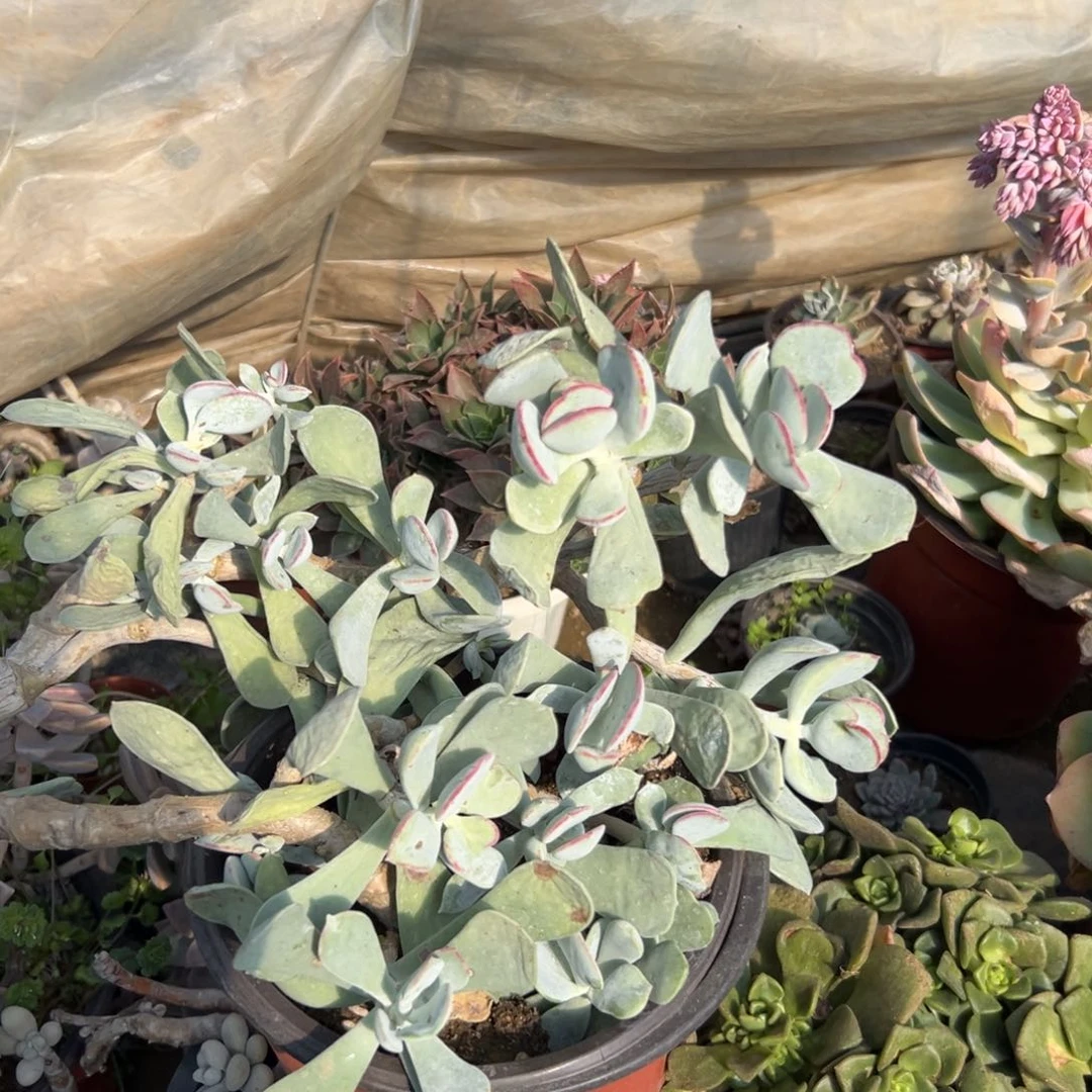 杜*娘多肉植物多肉植物