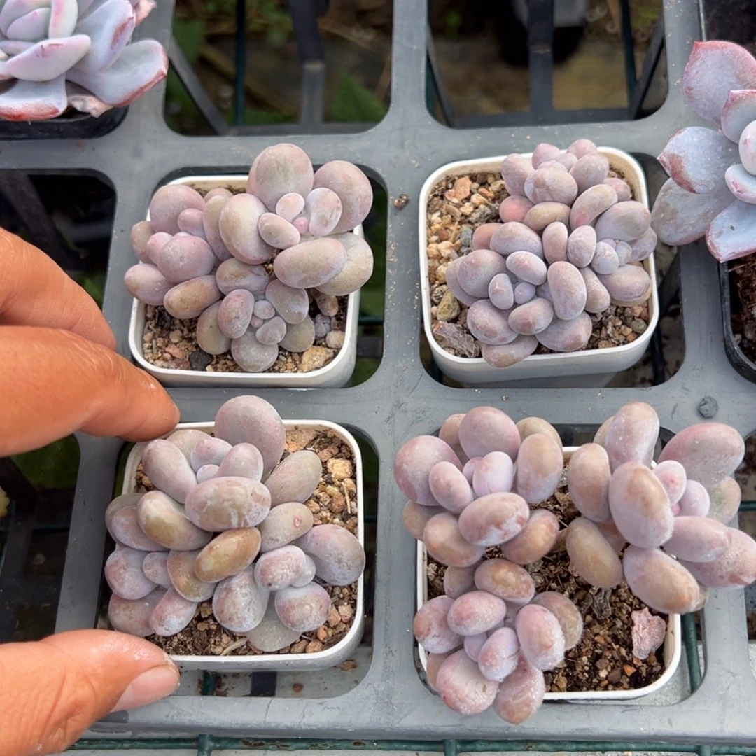 奶酪三头群一颗量拍多肉满18元包邮下午发