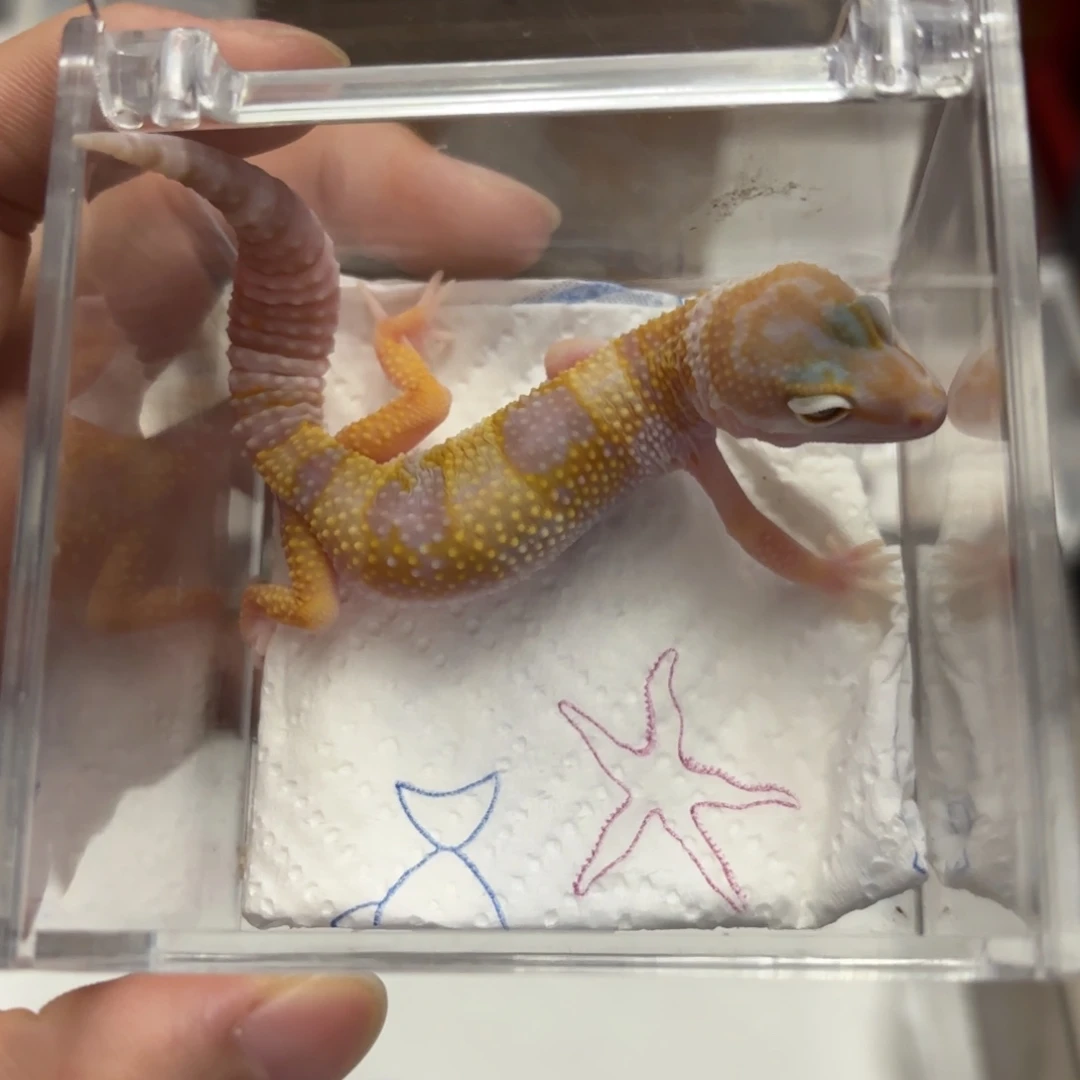 豹纹守宫白黄川普大苗母