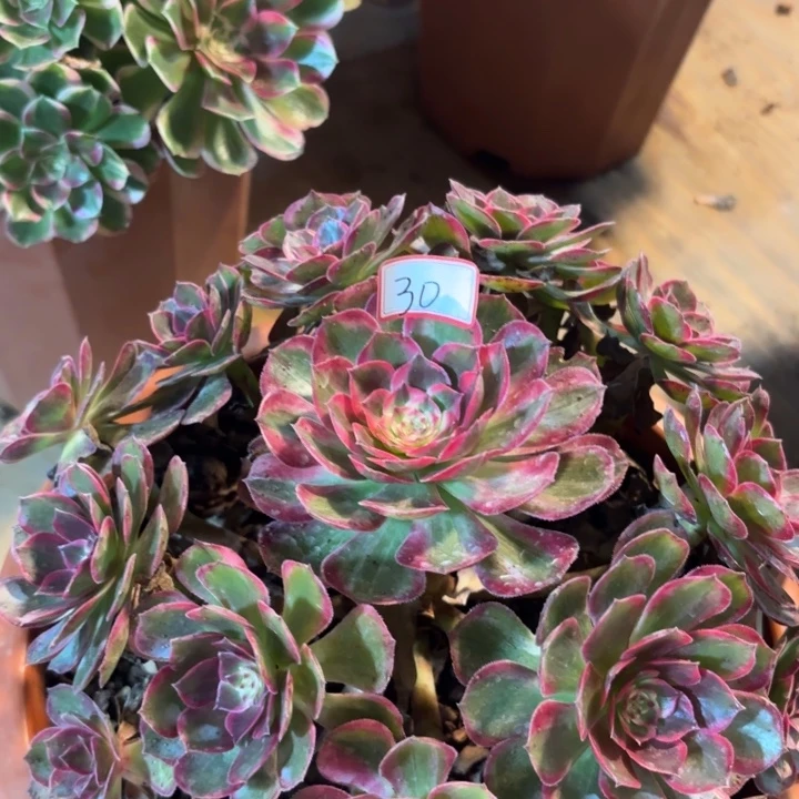 030特价克拉恋人无售后