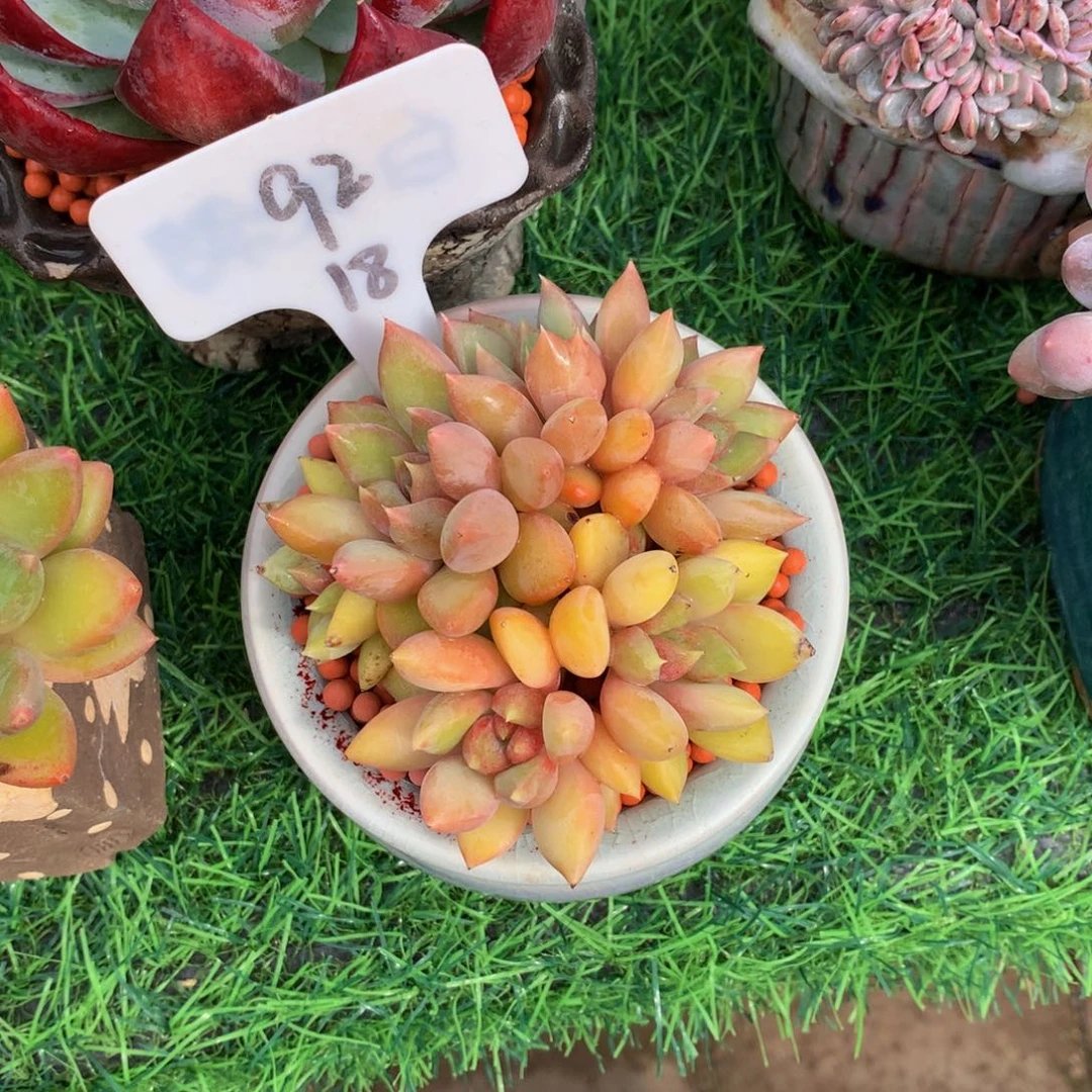 ****꧔多肉植物6363637373
