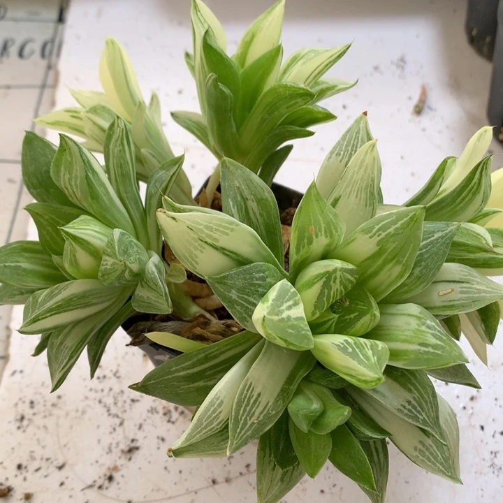 宝宝玉露咯带盆土发货