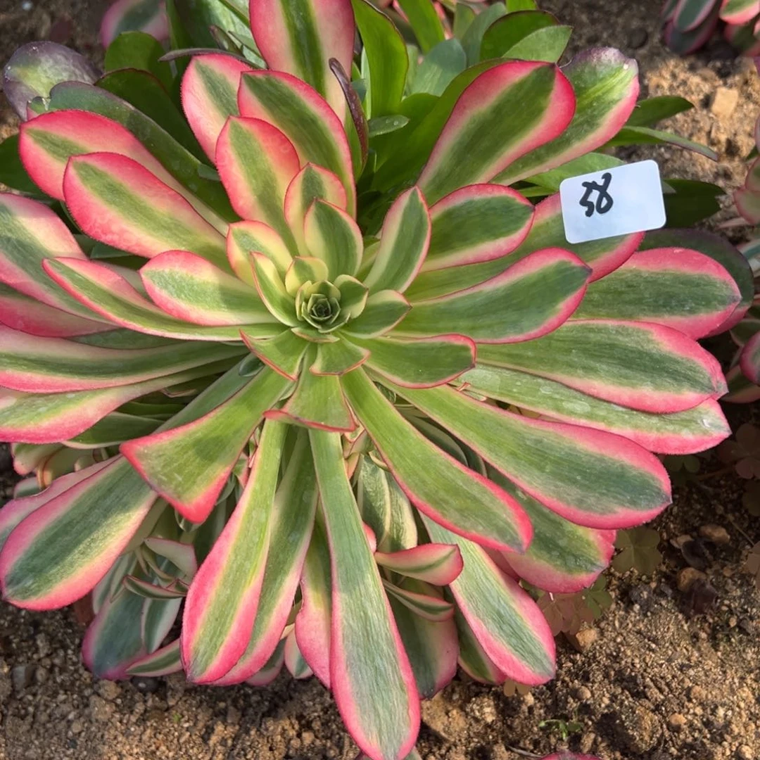 38桃夭多肉植物一