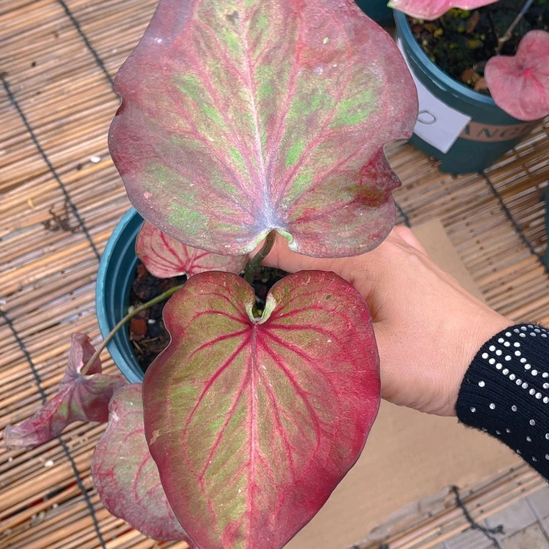 完全开放泰彩一物一拍608