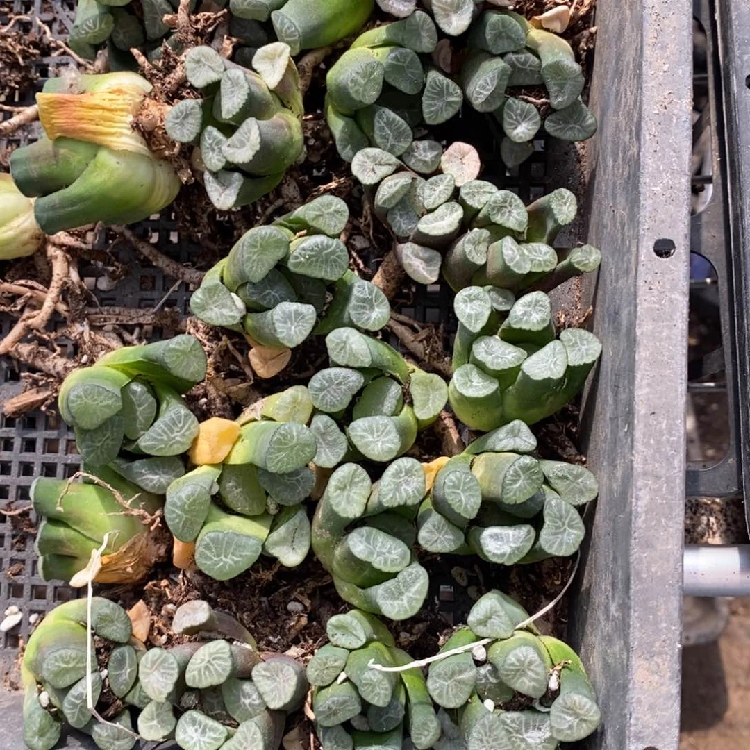 413 一颗实生字母万象 超级福利