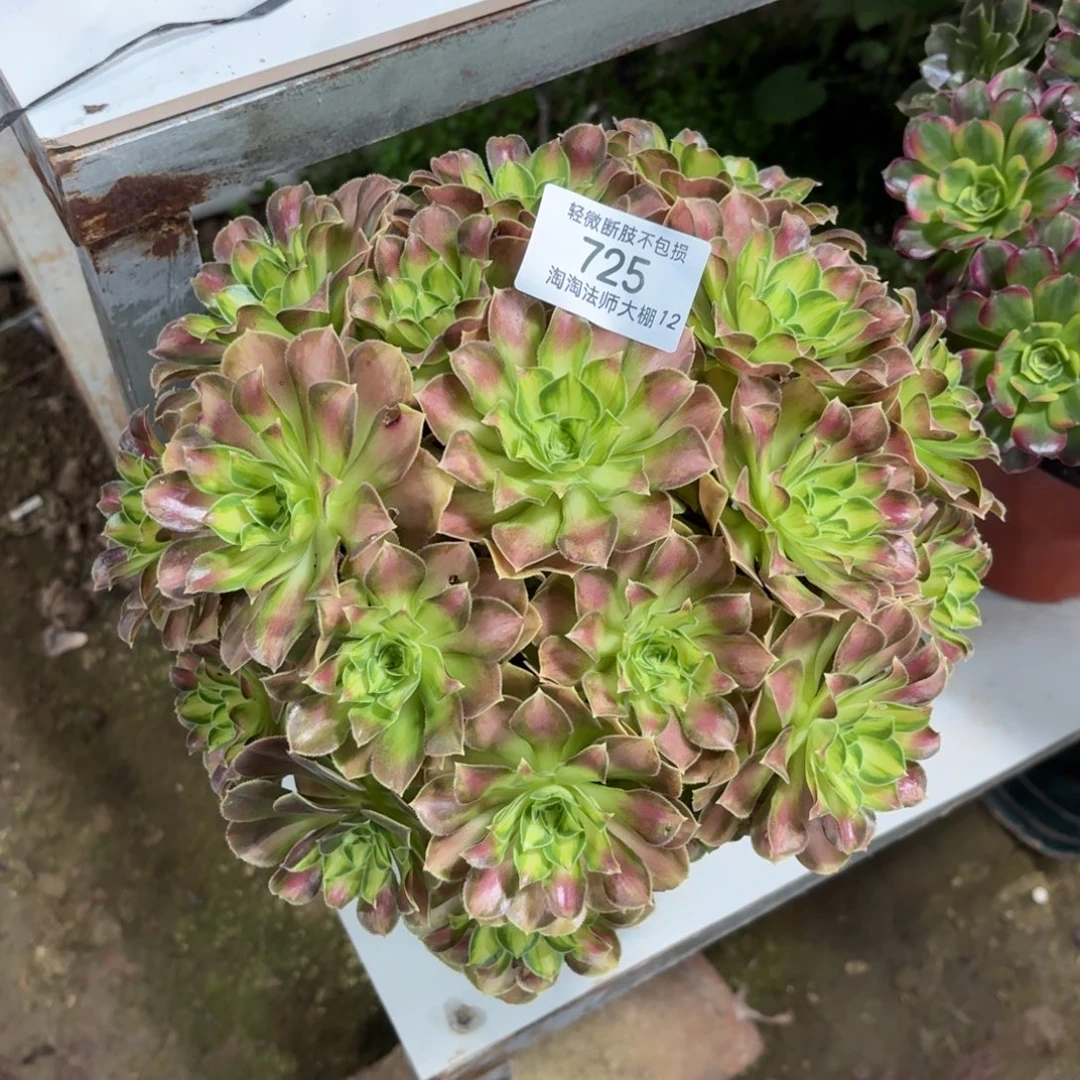 725韶华多肉植物法师